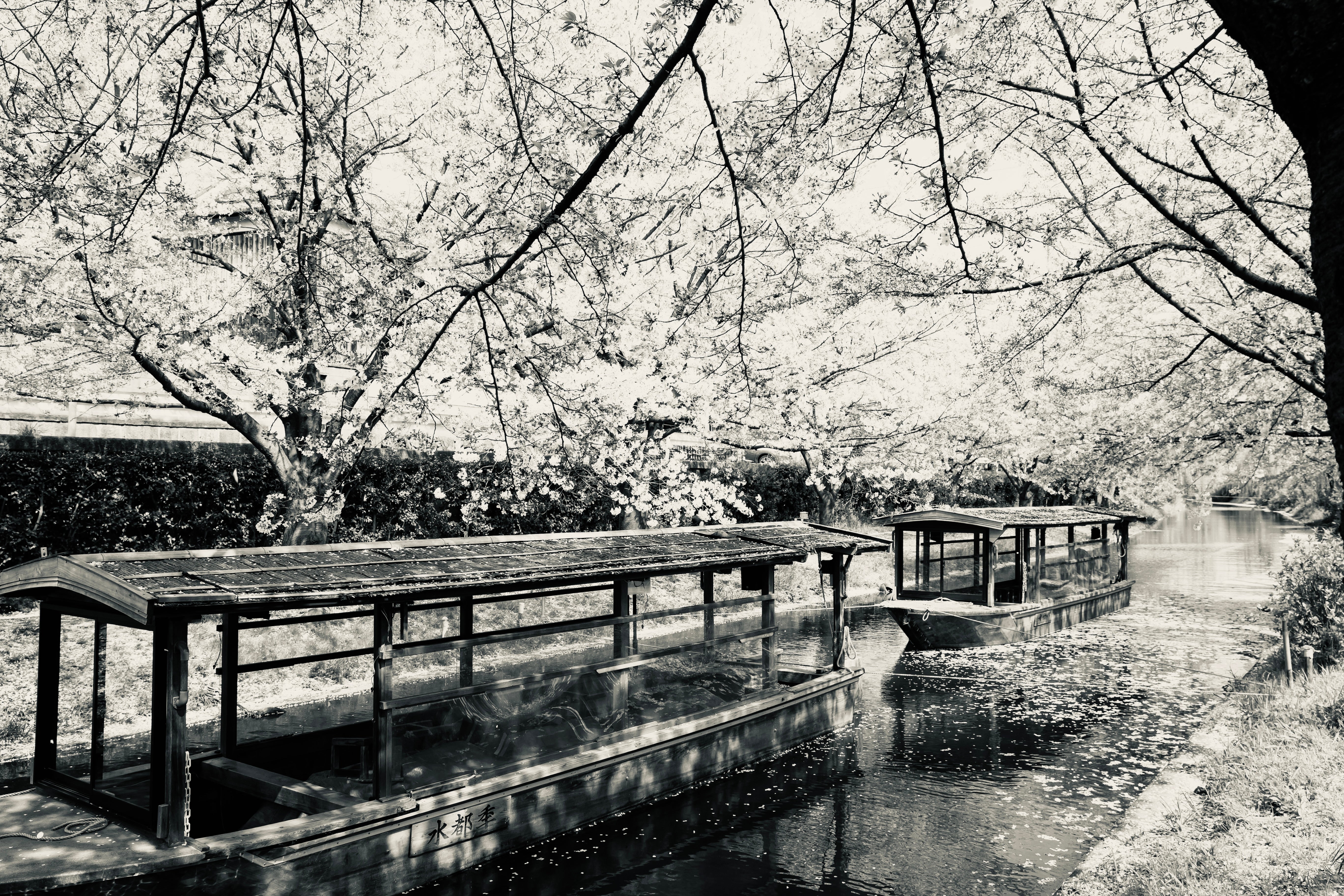 Japon