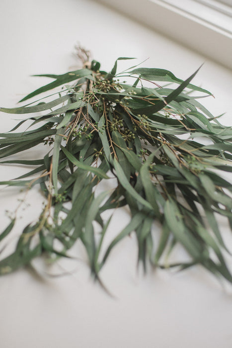 Preserved Seeded Weeping Willow Eucalyptus