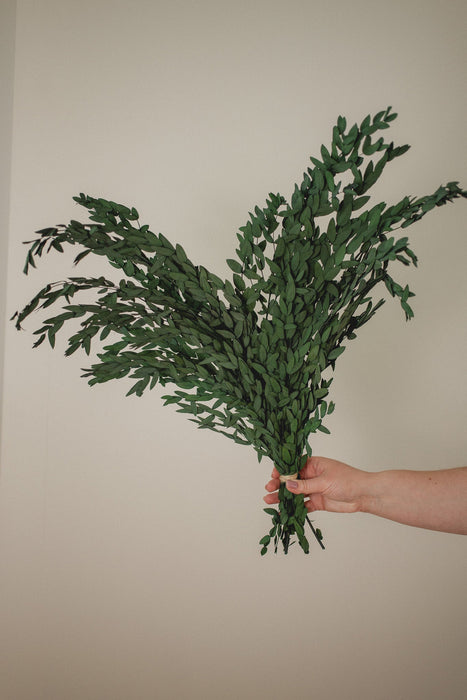 Eucalyptus Parvifolia à petites feuilles /Preserved Short Willow Eucalyptus (Parvifolia)