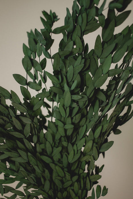 Eucalyptus Parvifolia à petites feuilles /Preserved Short Willow Eucalyptus (Parvifolia)