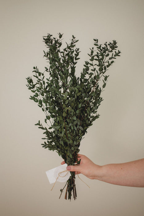 Italian short willow (Parvifolia)