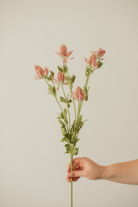 Chardon décoratif “Bell” 
/Bell Thistle - *livraison seulement*