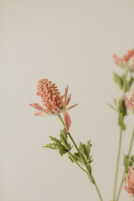 Chardon décoratif “Bell” 
/Bell Thistle - *livraison seulement*