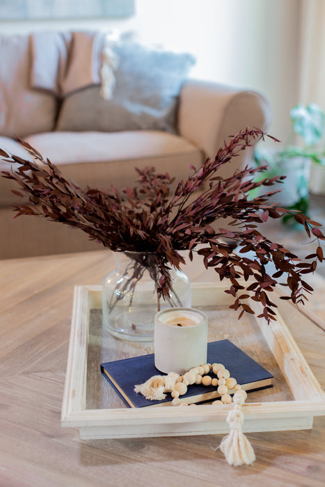 Eucalyptus Parvifolia à petites feuilles /Preserved Short Willow Eucalyptus (Parvifolia)