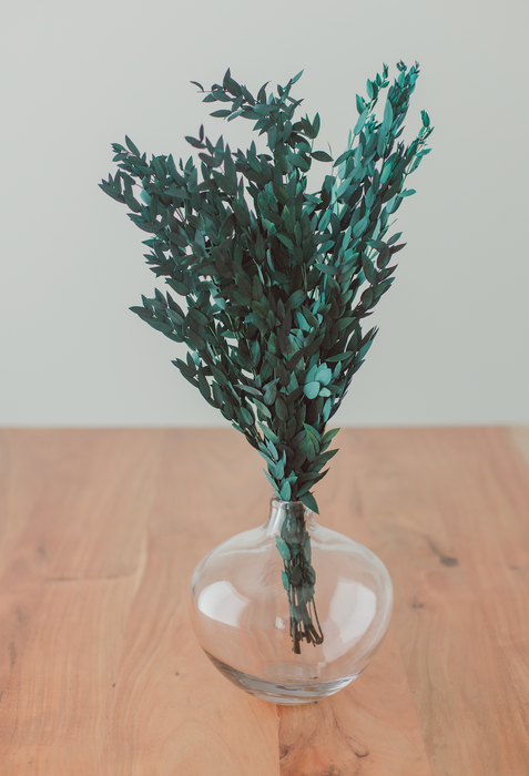 Eucalyptus Parvifolia à petites feuilles /Preserved Short Willow Eucalyptus (Parvifolia)